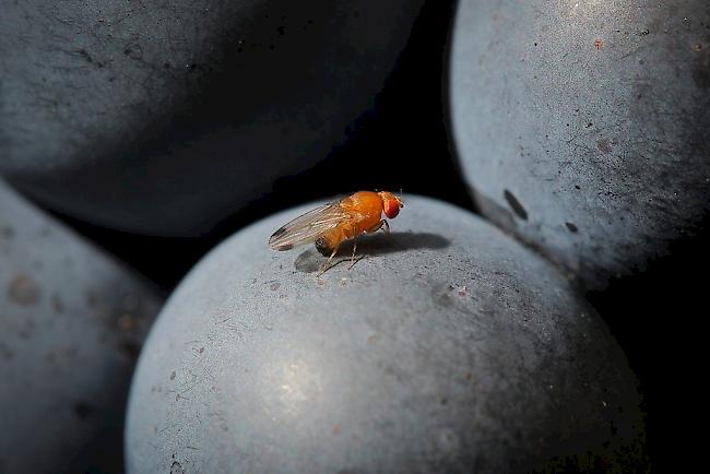 Die Kirschessigfliege Drosophila suzukii trat in der Schweiz erstmals im Jahr 2011 auf.