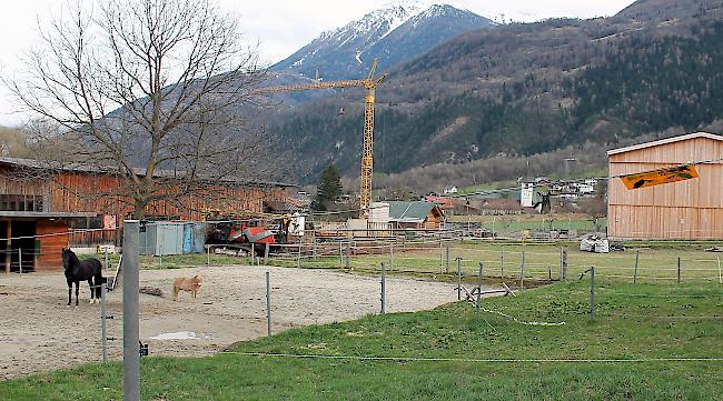 Auf dieser eingezäunten Weide in der Nähe von Agarn soll Ende März ein Wolf aufgetaucht sein. 