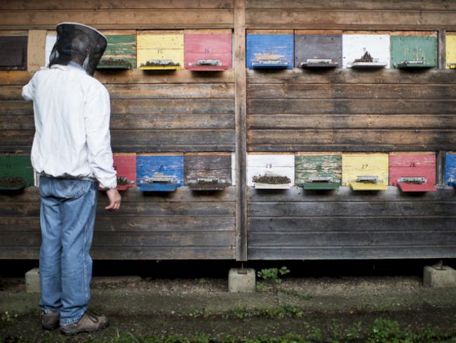 Ein Imker kontrolliert die Bienenbestände