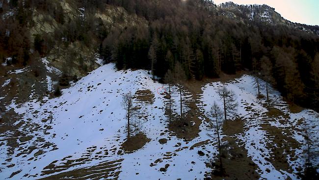 Blickkontakt: Wölfe sind menschenscheu, deshalb sind Fotos der Raubtiere wie hier in Oberems in freier Natur sehr selten. 