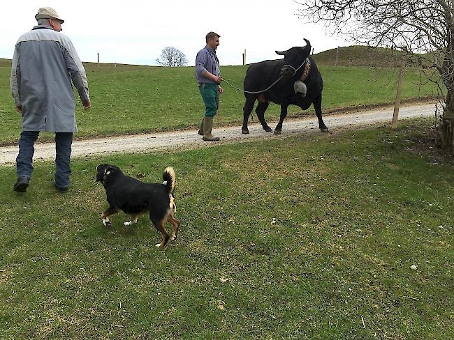 «Taifun» auf dem Betrieb von Toni Brunner.