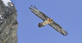 Imposant. Bartgeier wie diejenigen von Leukerbad geh&ouml;ren zu den gr&ouml;ssten flugf&auml;higen V&ouml;gel der Welt.