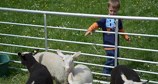 Die als anh&auml;nglich geltenden Schafe wollen vom kleinen David Imhof nicht gestreichelt werden.