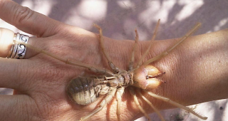 Voil&agrave;: Eine sogenannte &laquo;Camel-Spider&raquo;...wundersch&ouml;n, nicht wahr?