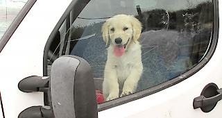 Jedes Jahr leiden viele Hunde in &uuml;berhitzten Autos.