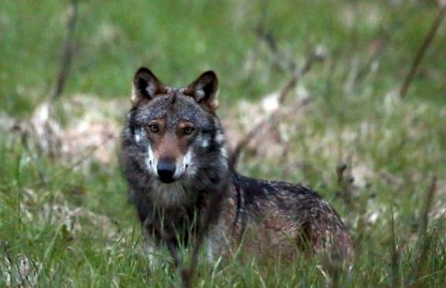 Ein Wolf im Obergoms im Wallis (Archiv)