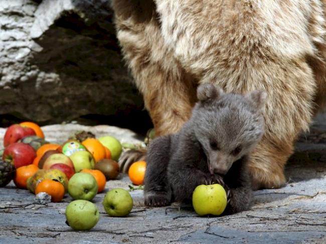 Der junge Braunbär spielt mit einem Apfel (Bild: Zoo Servion)