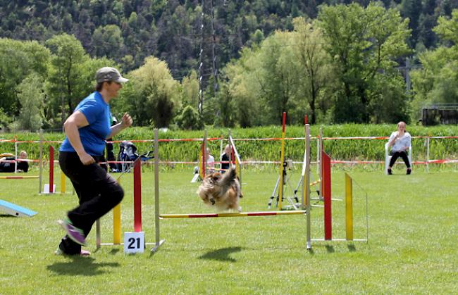 Einige Eindrücke vom Agility Meeting am Samstag.