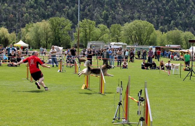 Einige Eindrücke vom Agility Meeting am Samstag.