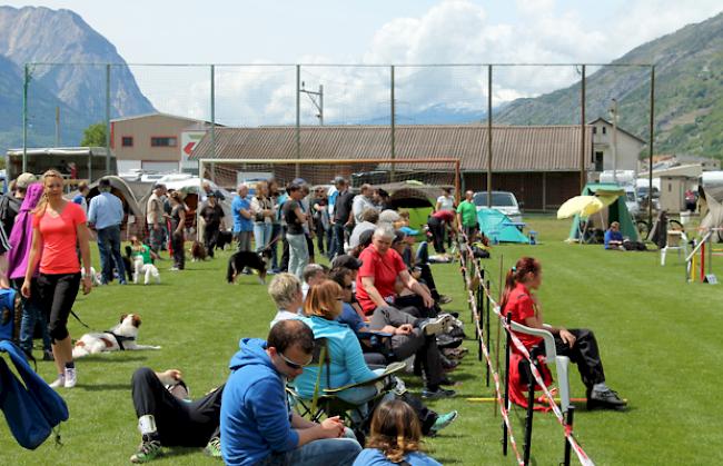 Einige Eindrücke vom Agility Meeting am Samstag.