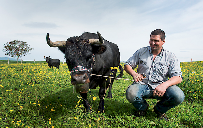 Titelverteidigerin. Der Waadtländer Patrick Perroud will mit «Frégate» den Titel «Königin der Königinnen» am kommenden Sonntag in Aproz nicht kampflos preisgeben. 