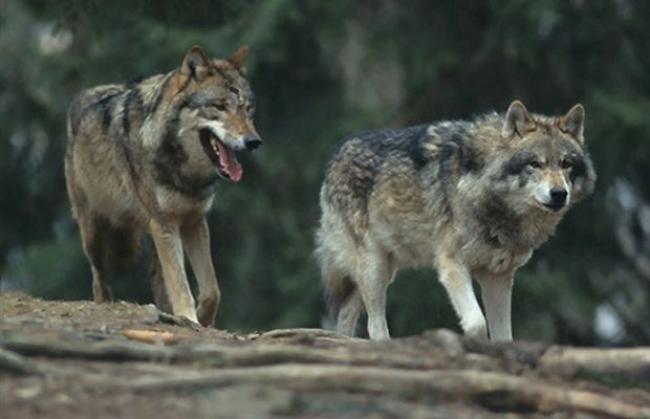 In den Südtälern des Kantons Wallis halten sich zurzeit drei bis vier Wölfe auf.