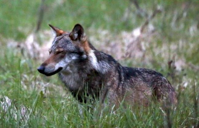 Ein Wolf, aufgenommen im Wallis (Archiv)