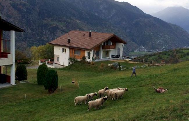 20 Meter von einem  Wohnhaus entfernt tötete der Wolf ein trächtiges Schaf. Die restlichen Schafe beäugen verstört das massakrierte Tier.