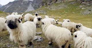 Schwarznasenschafe werden oft in Gebieten oberhalb der Baumgrenze ges&ouml;mmert. 