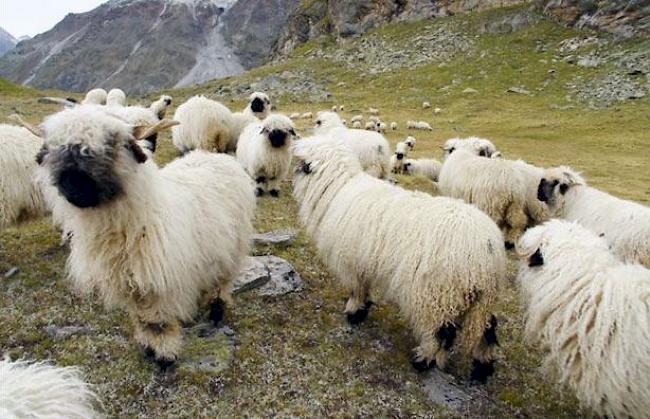 Schwarznasenschafe werden oft in Gebieten oberhalb der Baumgrenze gesömmert. 