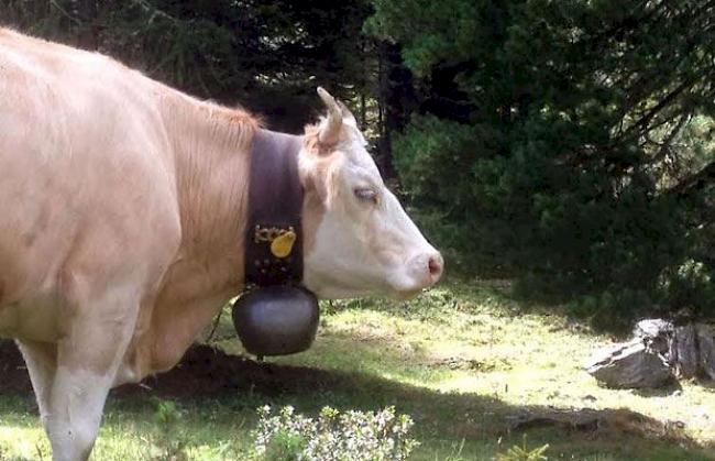 Beeinträchtigen Kuhglocken die Tiere? (Symbolbild)