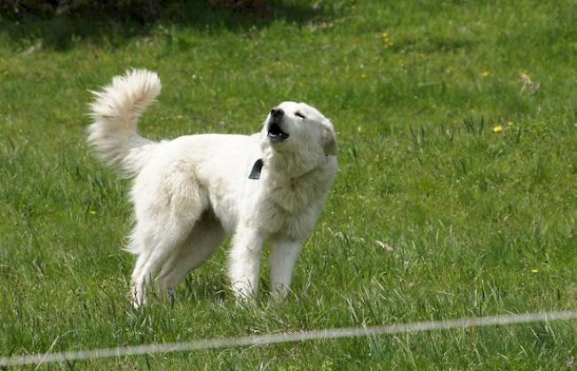 Ein Herdenschutzhund (Symbolbild)