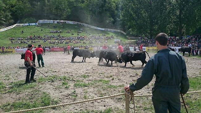 Impressionen aus Aproz: Finalkämpfe der Kategorie Rinder