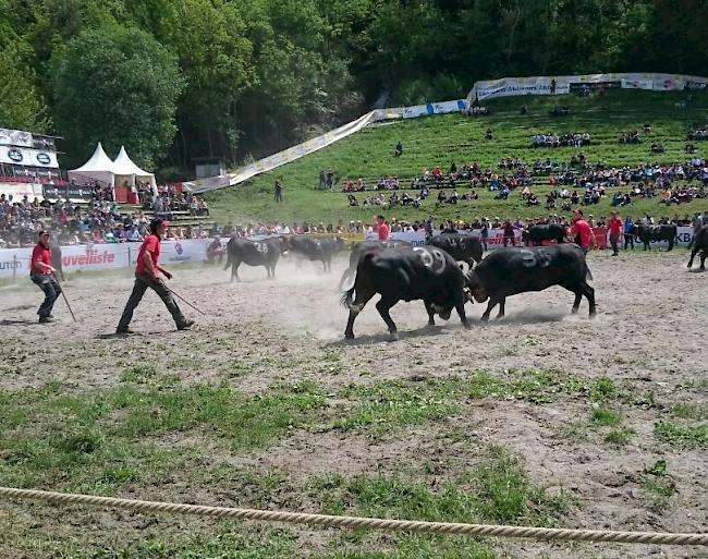 Impressionen aus Aproz: Finalkämpfe der Kategorie Rinder