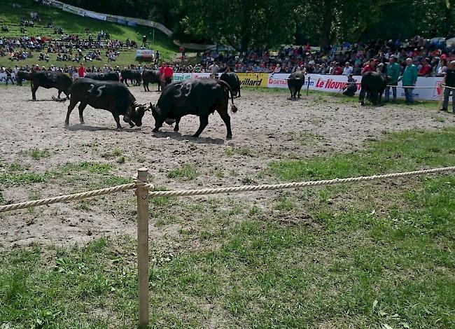 Impressionen aus Aproz: Finalkämpfe der Kategorie Rinder