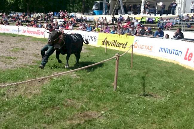 Impressionen aus Aproz: Finalkämpfe der Kategorie Rinder