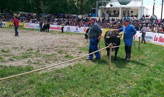 Impressionen aus Aproz: Finalkämpfe der Kategorie Rinder