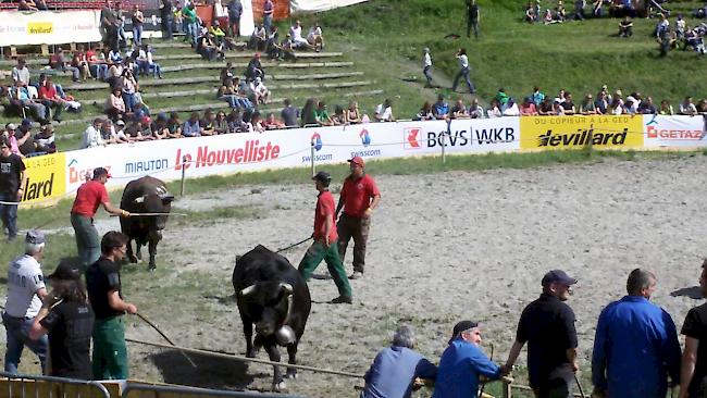 Impressionen aus Aproz: Finalkämpfe der Kategorie Zweitmelken