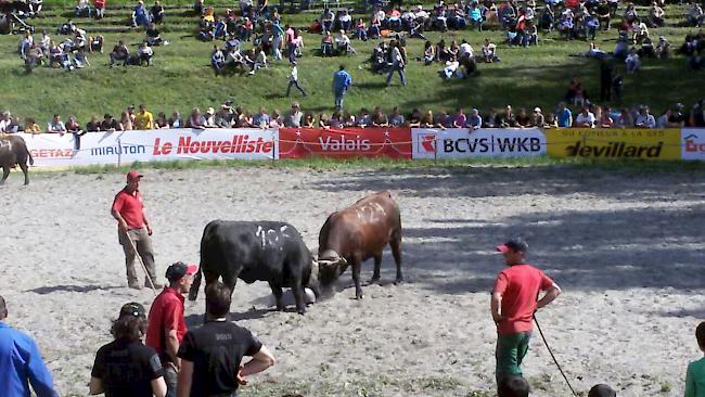 Impressionen aus Aproz: Finalkämpfe der Kategorie Zweitmelken