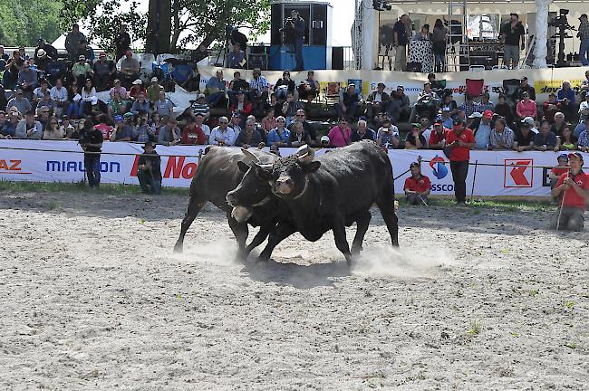 Wuchtig. «Tinette» (links) im finalen Duell gegen «Diamant».