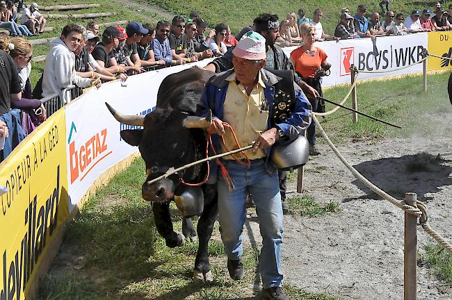 7. Platz. «Valeria» von Urban Schmid rettete Oberwalliser Ehre bei der Kategorie der Zweitmelken.