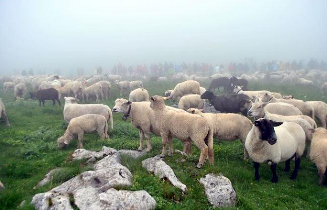 Schafe und Zuschauer auf der Gemmi