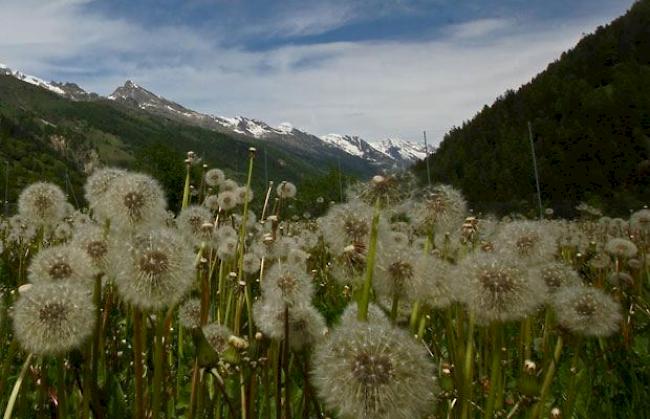 Auch im Oberwallis kann mit prächtigem Wetter gerechnet werden.