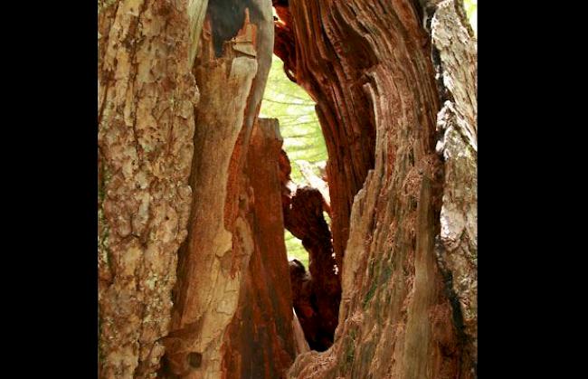 Hohle Gommer Lärche