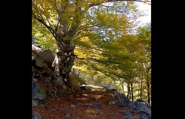 Alte Buche am Rudenpfad im Zwischbergental