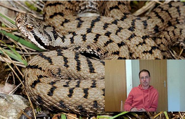 Im Kanton Wallis ist die Aspisviper die einzig giftige Schlange. Remo Wenger vom buweg (Büro für Umwelt und Energie) kann die Sorge der Politiker und der Bevölkerung verstehen. 
