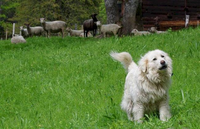 Herdenschutzhund im Einsatz (Symbolbild).