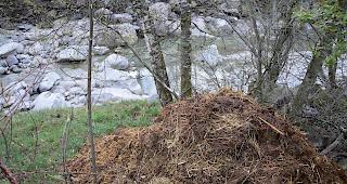 Reagiert. Die Gemeinde Fiesch hat den illegalen Misthaufen wegger&auml;umt.