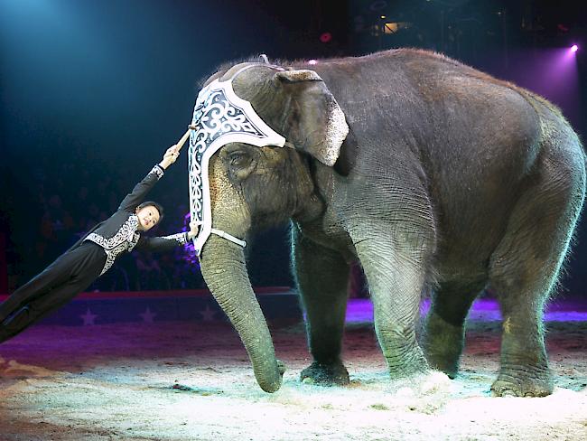 Der Bundesrat will Zirkussen die Haltung von Wildtieren nicht verbieten. Im Bild ein Elefant in der Manege. (Archiv)