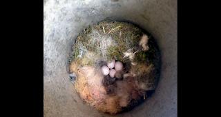 Eine Sumpfmeise hat sich einen Aschenbecher beim Tourismusb&uuml;ro in B&uuml;rchen als Nistplatz ausgesucht.  