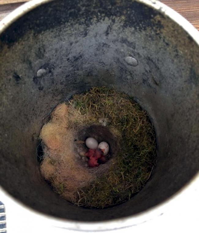 Am Donnerstagmorgen kam in Bürchen der erste Jungvogel auf die Welt. 