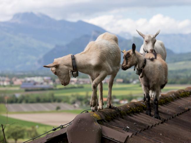 Drei Ziegen tummeln sich auf Dachfirst in Igis im Churer Rheintal