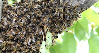 Bienenschwarm. Im Unterwallis wurde bei mehreren V&ouml;lkern das verbotene Fungizid Captafol nachgewiesen.