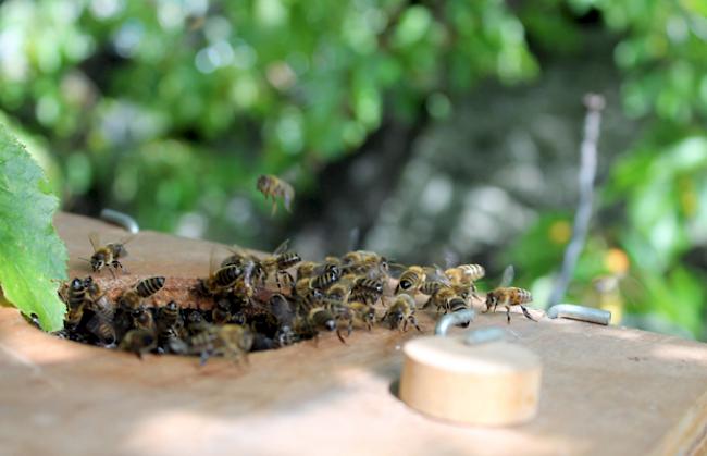 In der Schwarmkiste: Einige Bienen fliegen noch hinzu.