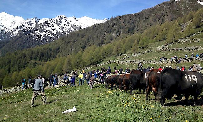 Anlässlich des Alpaufzugs findet oberhalb von Embd alljährlich ein traditionelles Stechen statt. (Archiv)