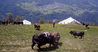 Am kommenden Samstag ziehen zehn Eringerz&uuml;chter mit ihren Tieren auf die Alpe Pletschen. Dort kommt es am &laquo;Bsetztag&raquo; zu einem ersten Kr&auml;ftemessen. (Archiv)