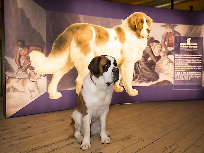 Ein Bernhardinerhund vor der Ausstellung in der Fondation Barry in Martigny VS, welche nun einen Freizeitpark Barryland plant.