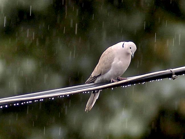 Hat es schwer in Europa: Die Turteltaube gehört zu den rund 100 bedrohten Vogelarten.