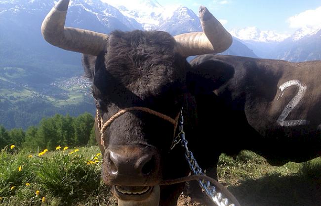 Spektakuläre Aussicht auf der Alpe. Für Tier ...