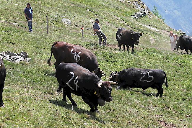 «Bsetztag» auf der Alpe Pletschen. 